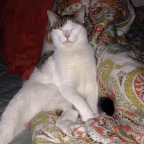 Proud Cat Mom 💕 - Picture 4 of 7